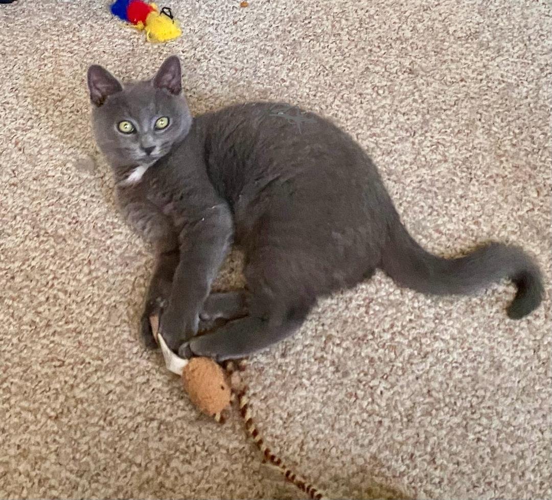 Little Bear - Photo 3