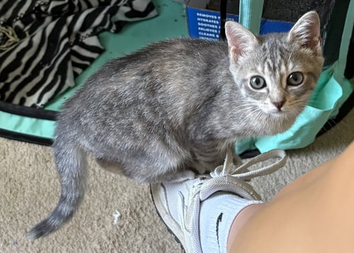 KELSEY - Dilute Tortoiseshell available for adoption