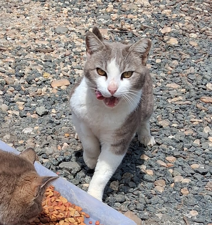 barn home cats Image