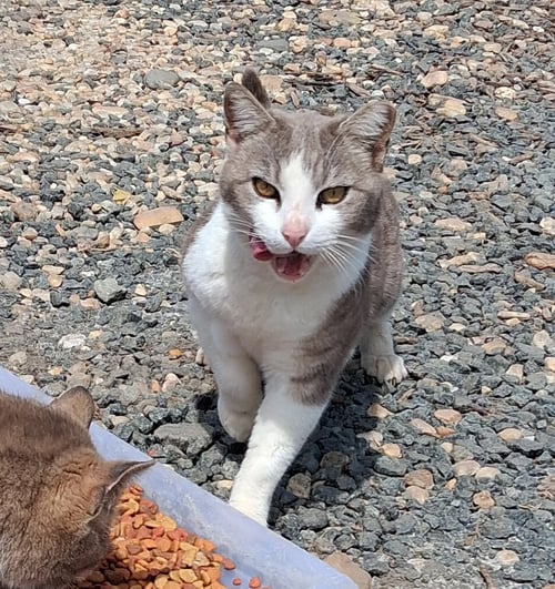 BARN HOME CATS - Domestic Short Hair available for adoption