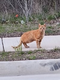 barn home cats - Photo 3