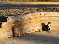 barn home cats - Photo 4