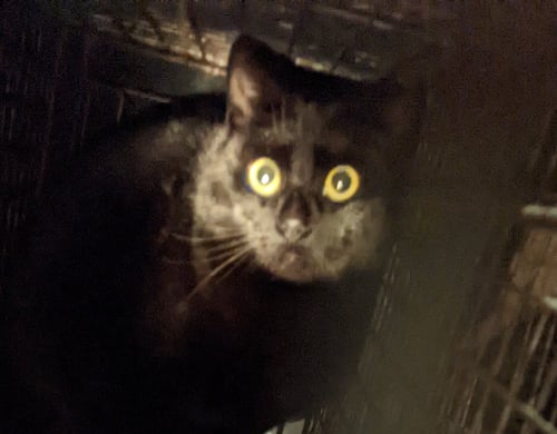 BARN HOME CATS - Domestic Short Hair available for adoption
