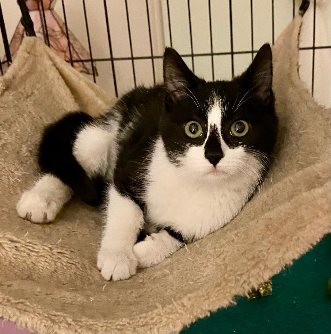 JACKIE - Domestic Short Hair available for adoption