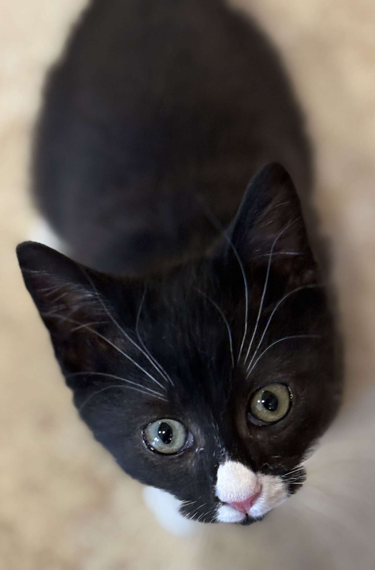 LELAND - Tuxedo available for adoption