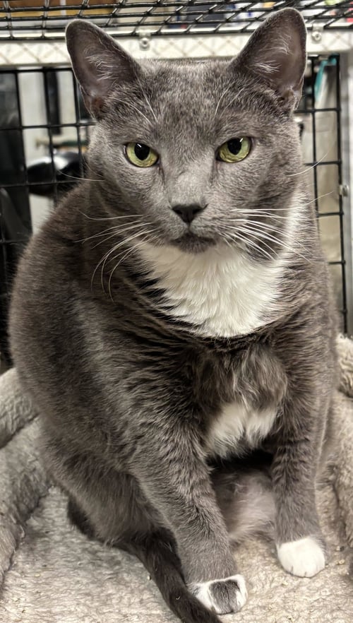 ASH - Tuxedo available for adoption