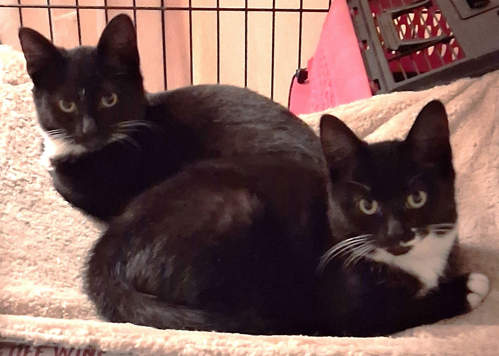 CELINE & DAHLIA - Tuxedo available for adoption