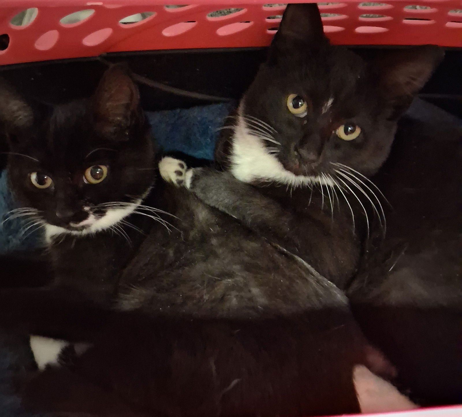 CELINE & DAHLIA - Tuxedo available for adoption