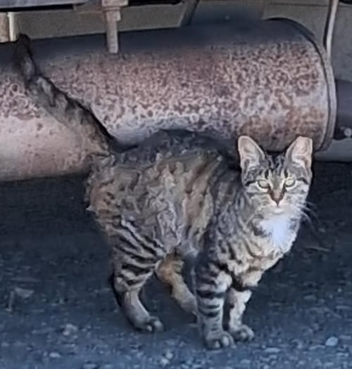 THISTLE - Tabby available for adoption