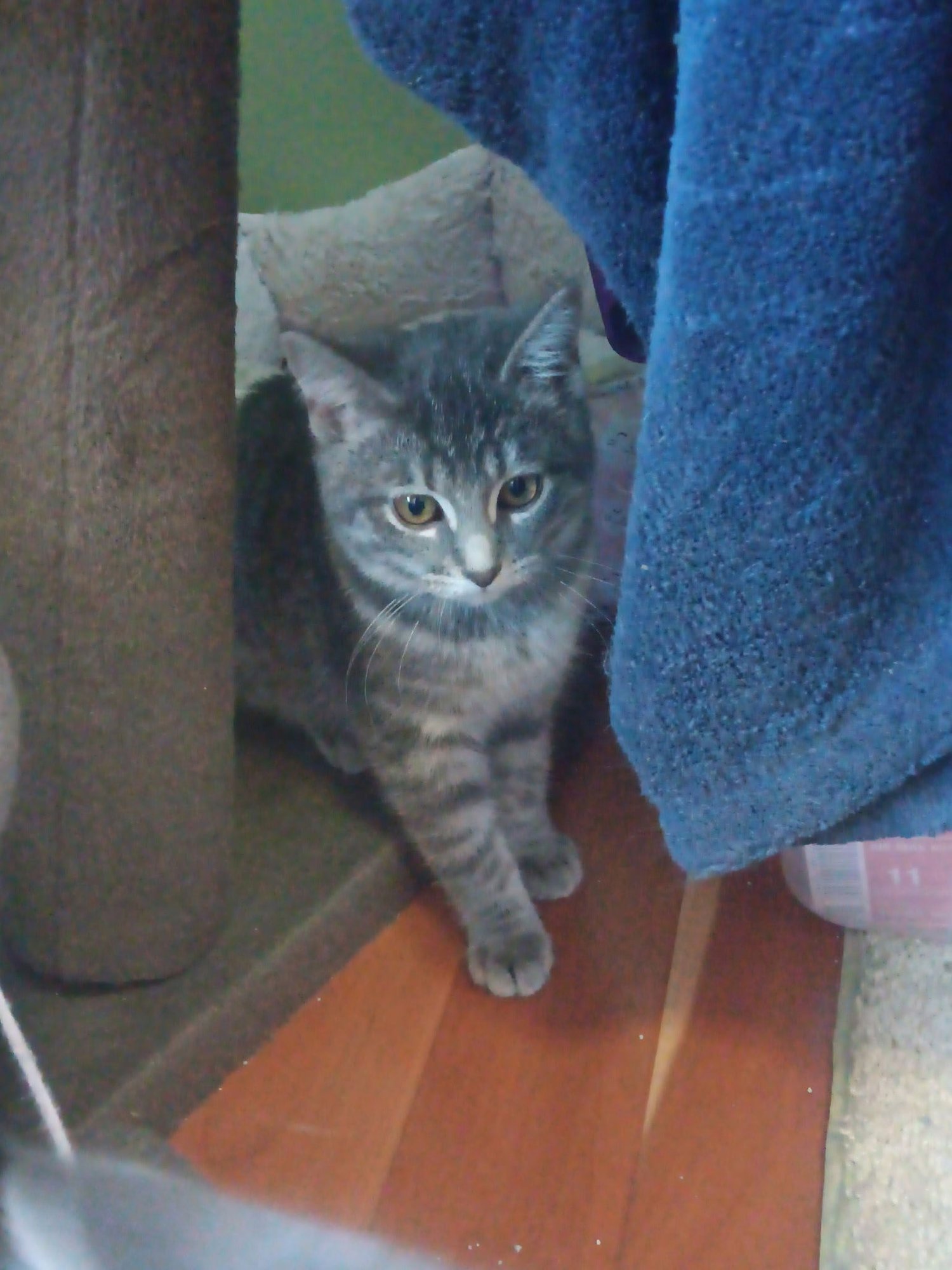 GRACIE - Domestic Short Hair available for adoption