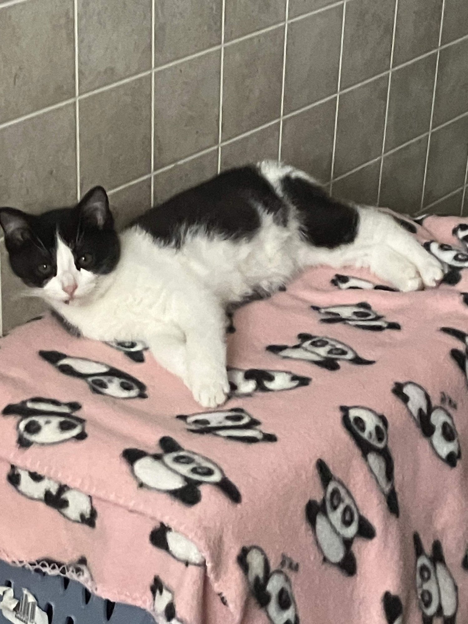 BECKER - Domestic Short Hair available for adoption