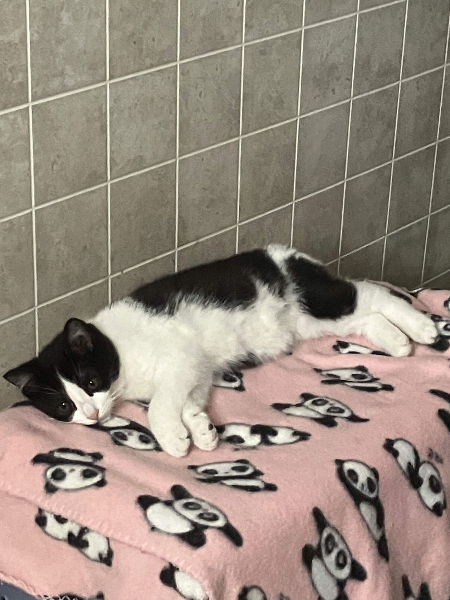 BECKER - Domestic Short Hair available for adoption