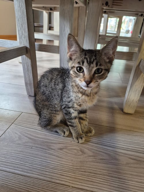 RING-A-LING - Domestic Short Hair / Tabby available for adoption