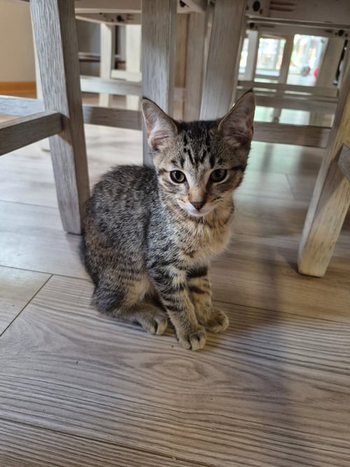 RING-A-LING - Domestic Short Hair / Tabby available for adoption