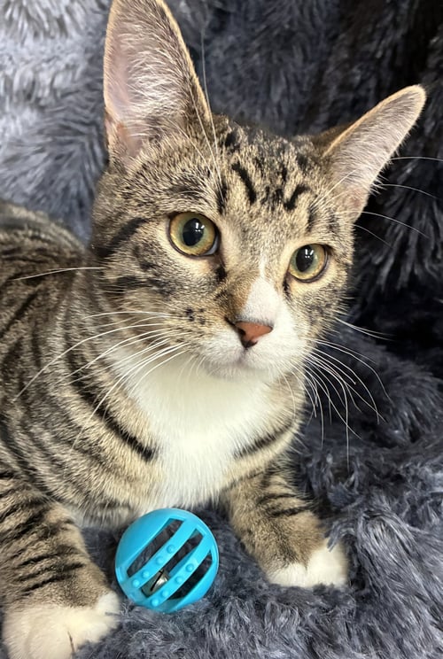 NIGHT - Domestic Short Hair available for adoption