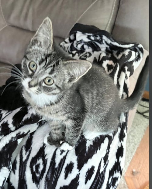 LEIA - Extra-Toes Cat (Hemingway Polydactyl) / Domestic Short Hair available for adoption