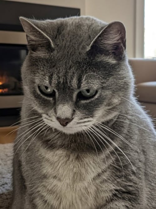 ALPACA - Domestic Short Hair / Tabby available for adoption