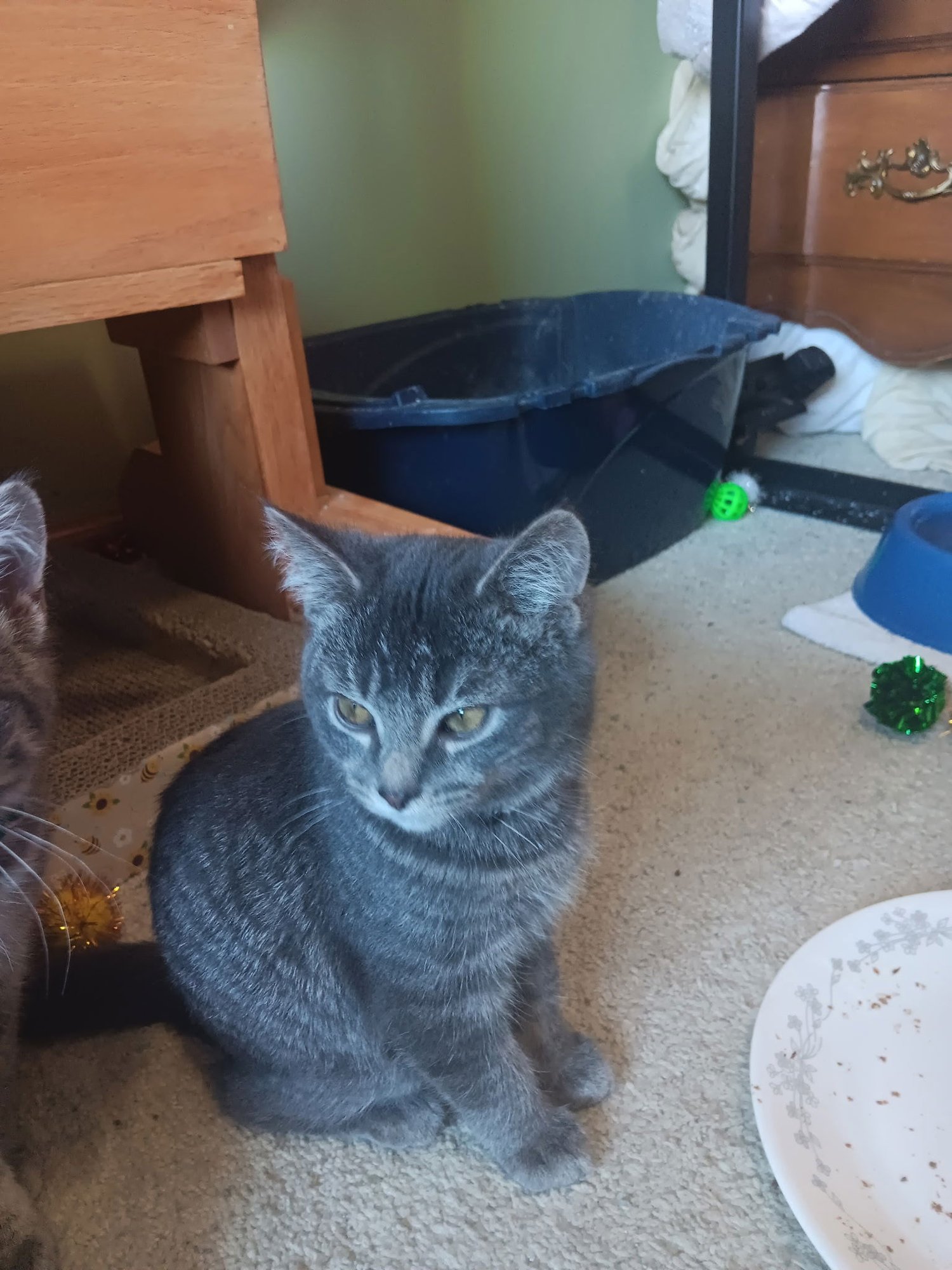 FORTUNE - Domestic Short Hair available for adoption