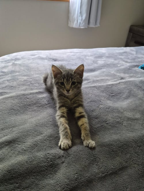 TING-A-LING - Domestic Short Hair / Tabby available for adoption