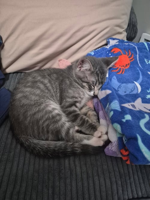 TING-A-LING - Domestic Short Hair / Tabby available for adoption