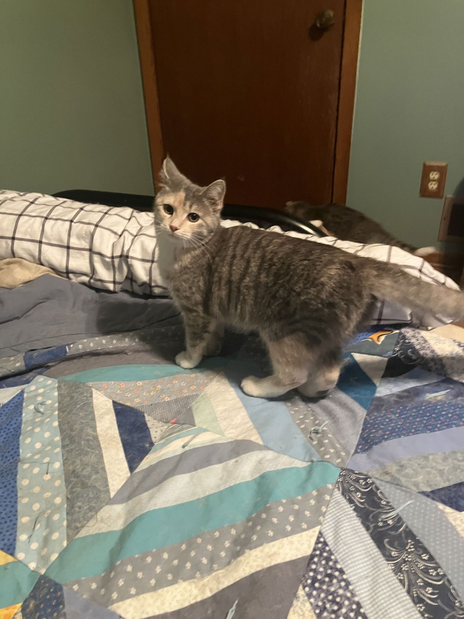 MARA - Domestic Short Hair available for adoption