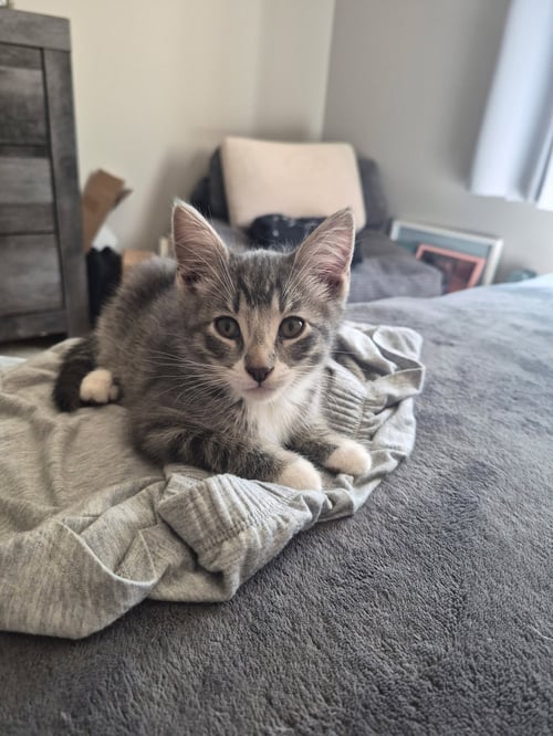 JING-A-LING - Domestic Short Hair / Tabby available for adoption