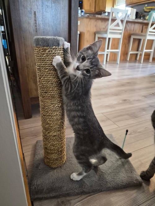 JING-A-LING - Domestic Short Hair / Tabby available for adoption