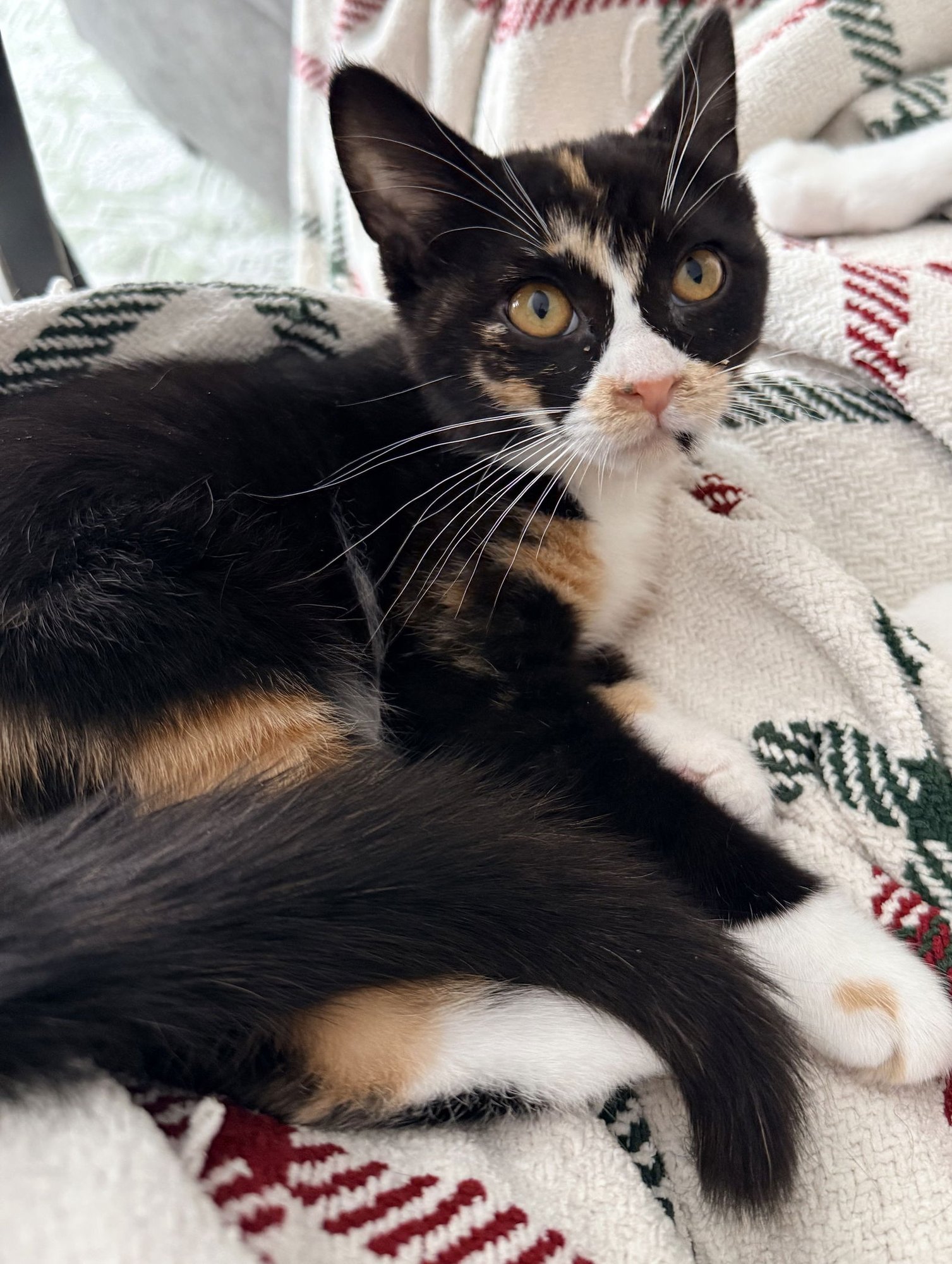 CHEDDAR - Domestic Short Hair available for adoption