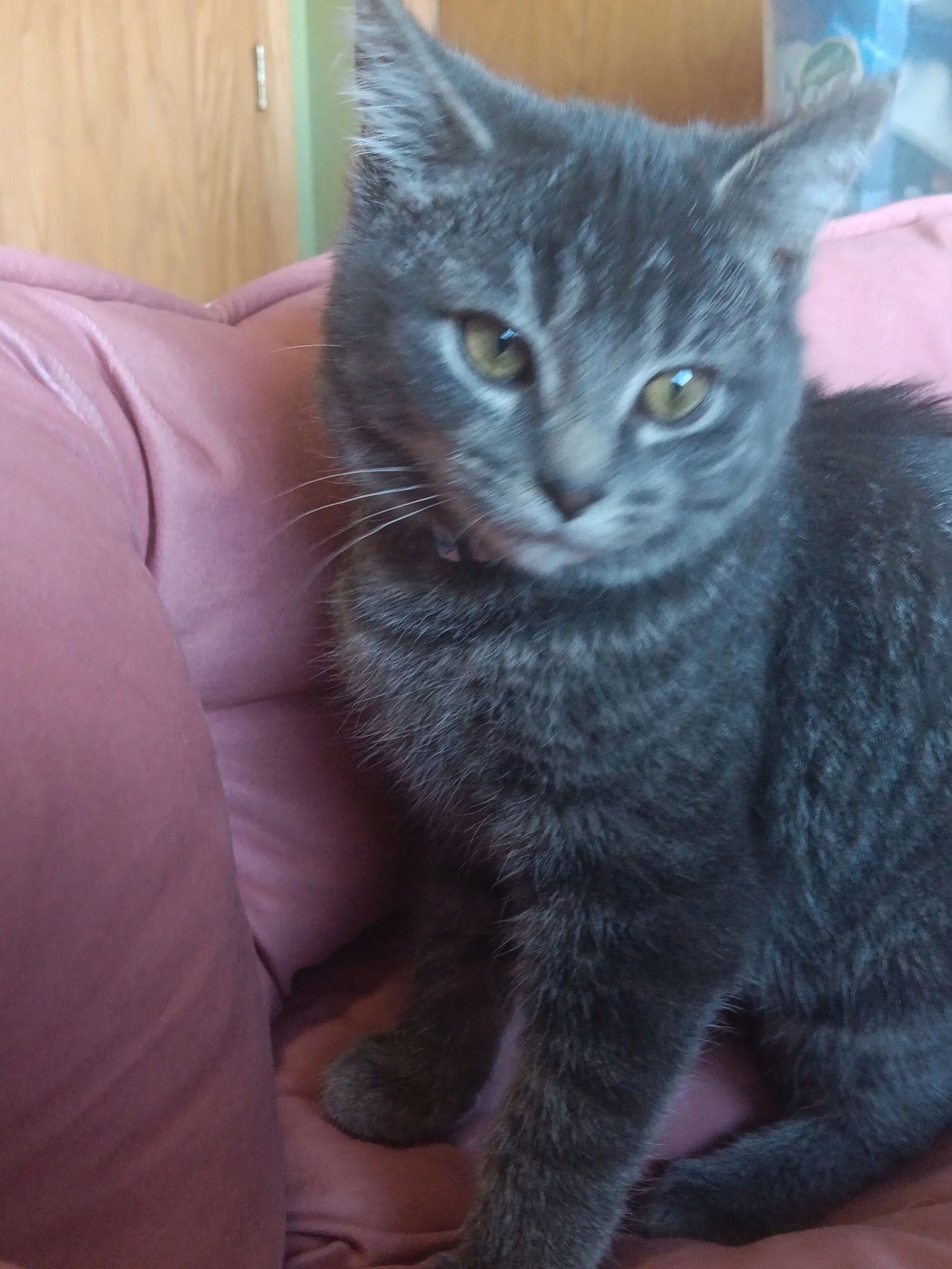 HALLE - Domestic Short Hair available for adoption