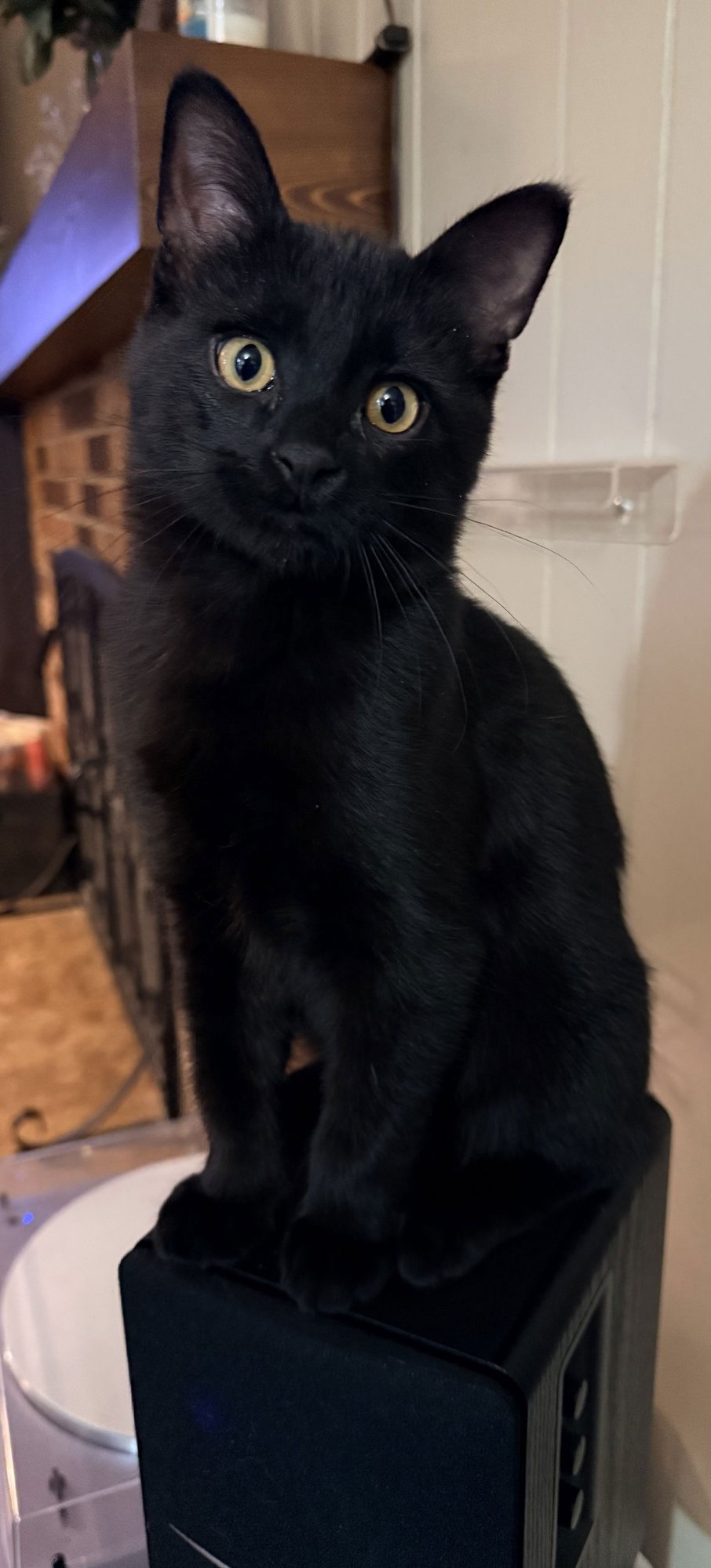 DILL PICKLE - Domestic Short Hair available for adoption