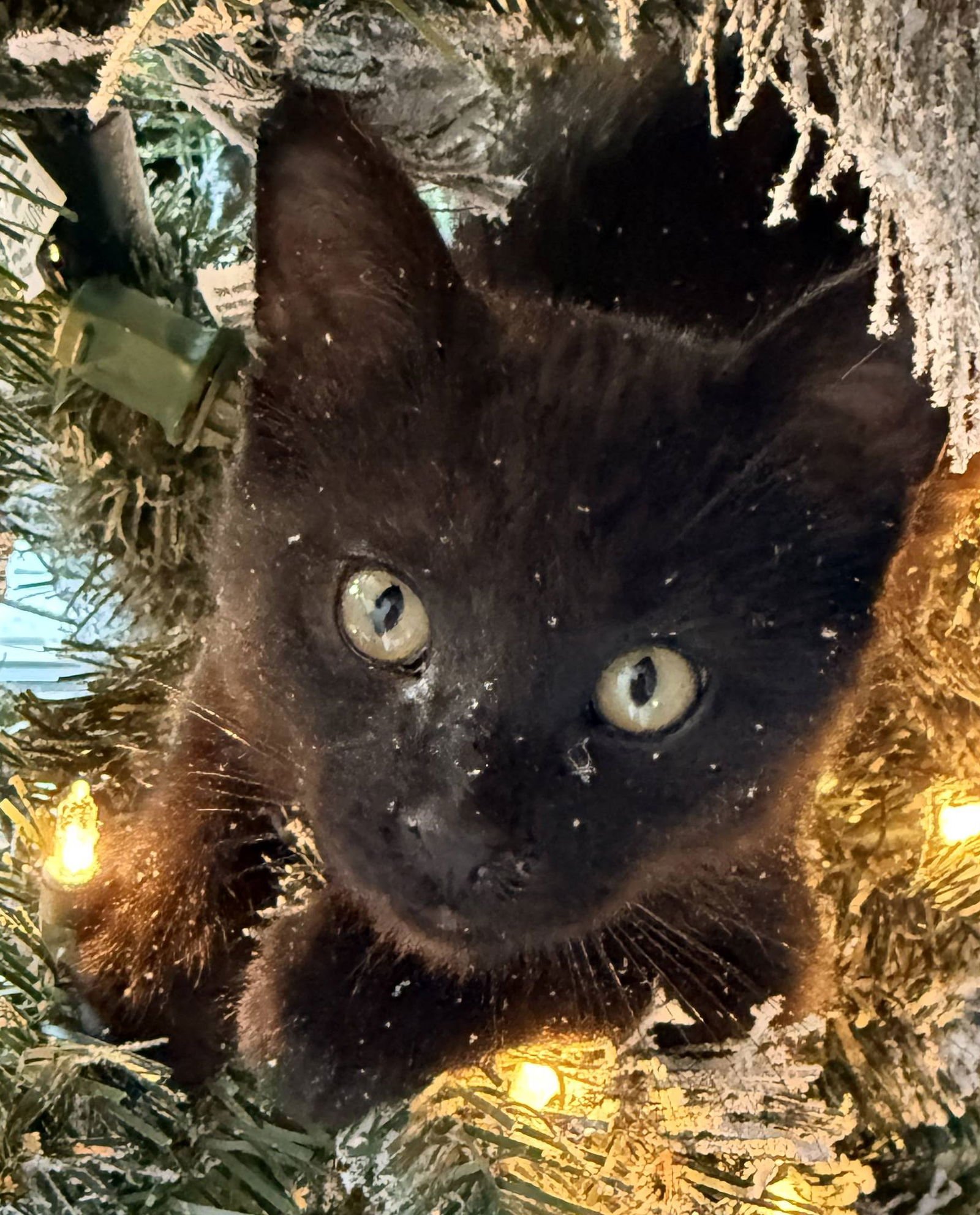 DILL PICKLE - Domestic Short Hair available for adoption