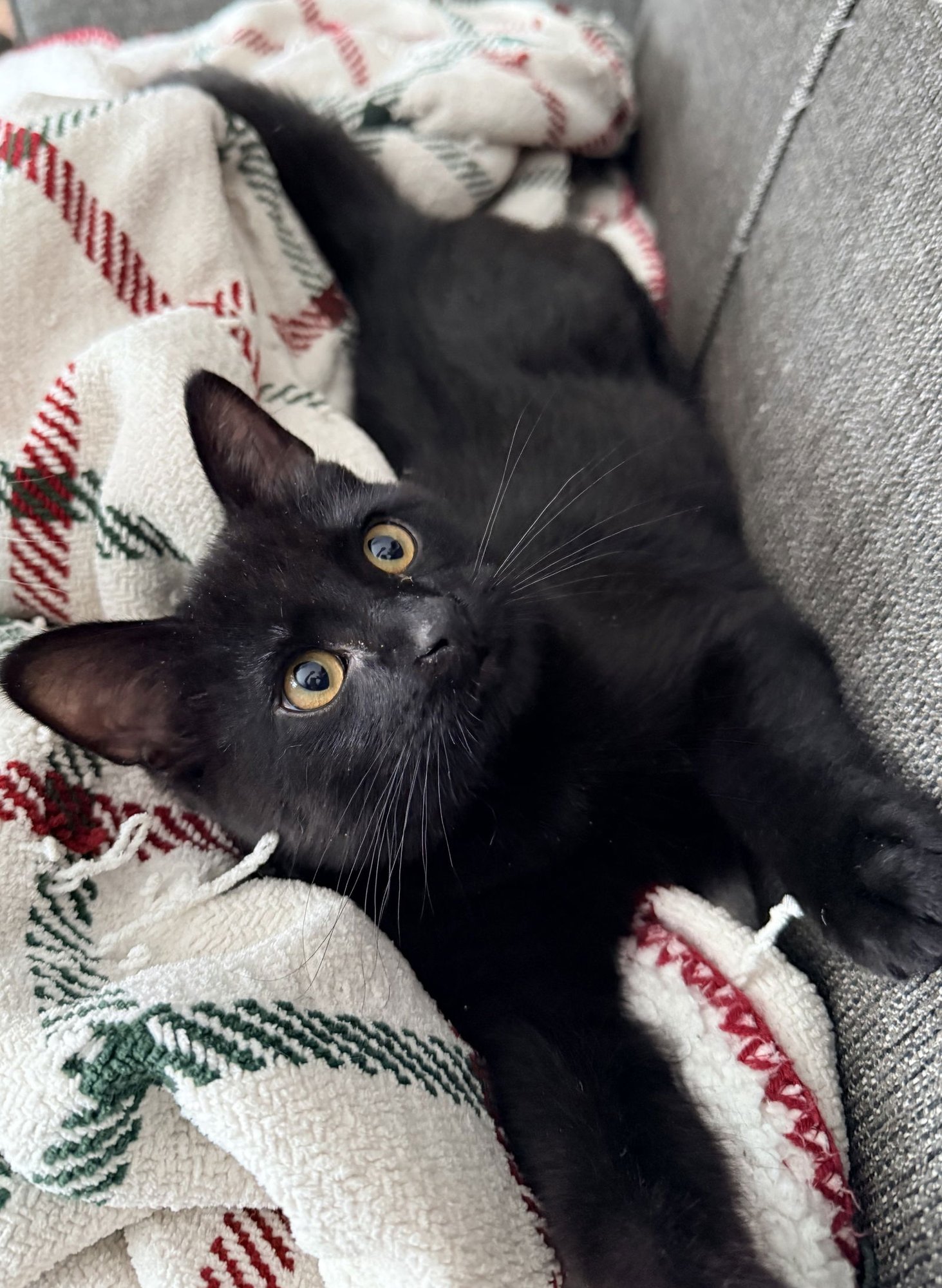 Dill Pickle - Photo 3