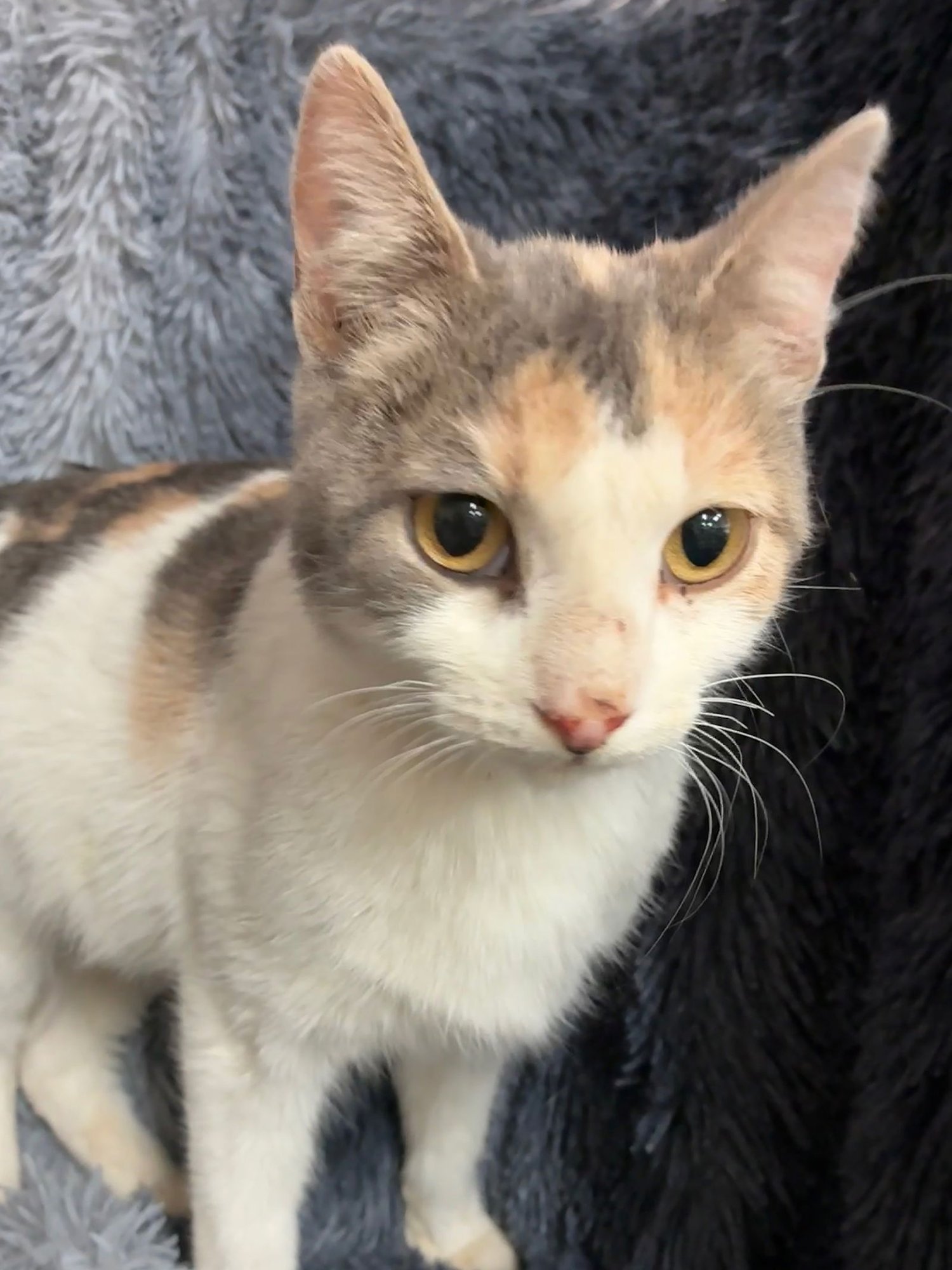 MATTEL - Domestic Short Hair / Calico available for adoption