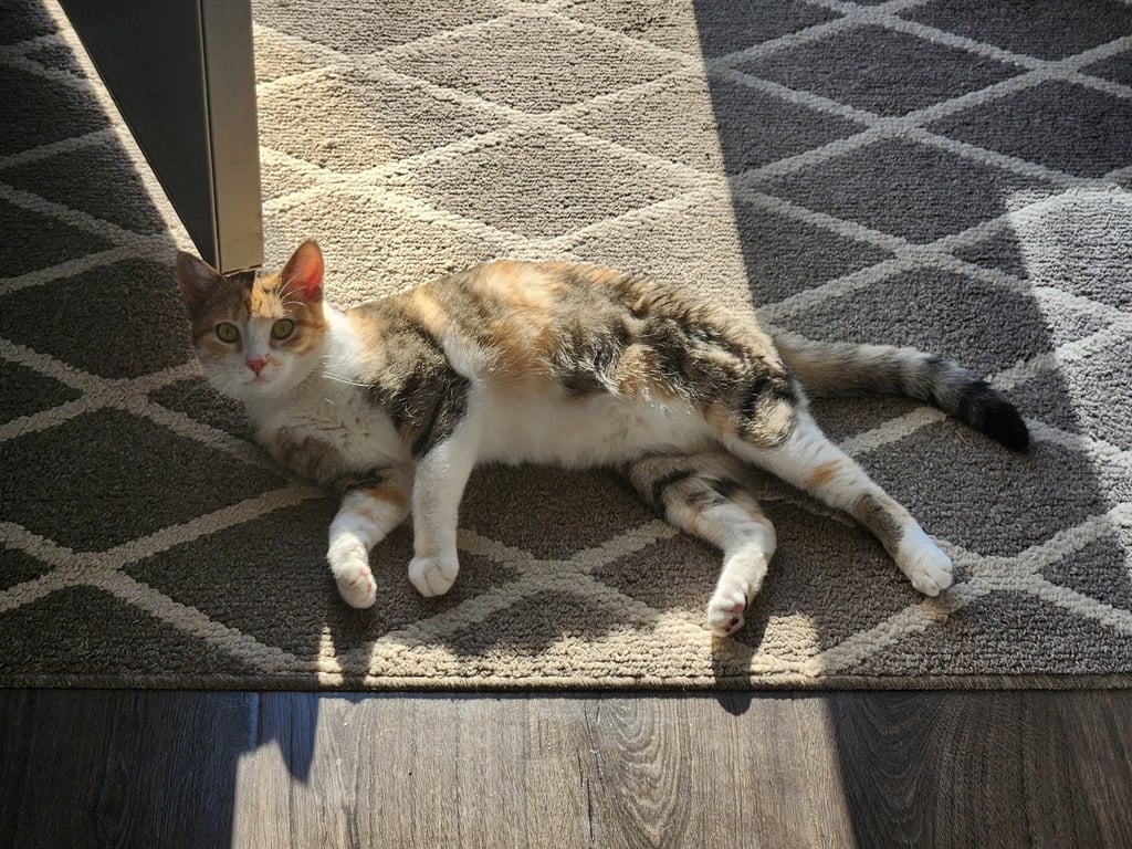 Roxanne Image