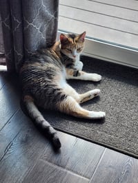 Roxanne - Photo 2