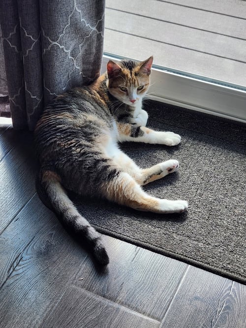 ROXANNE - Domestic Short Hair / Calico available for adoption