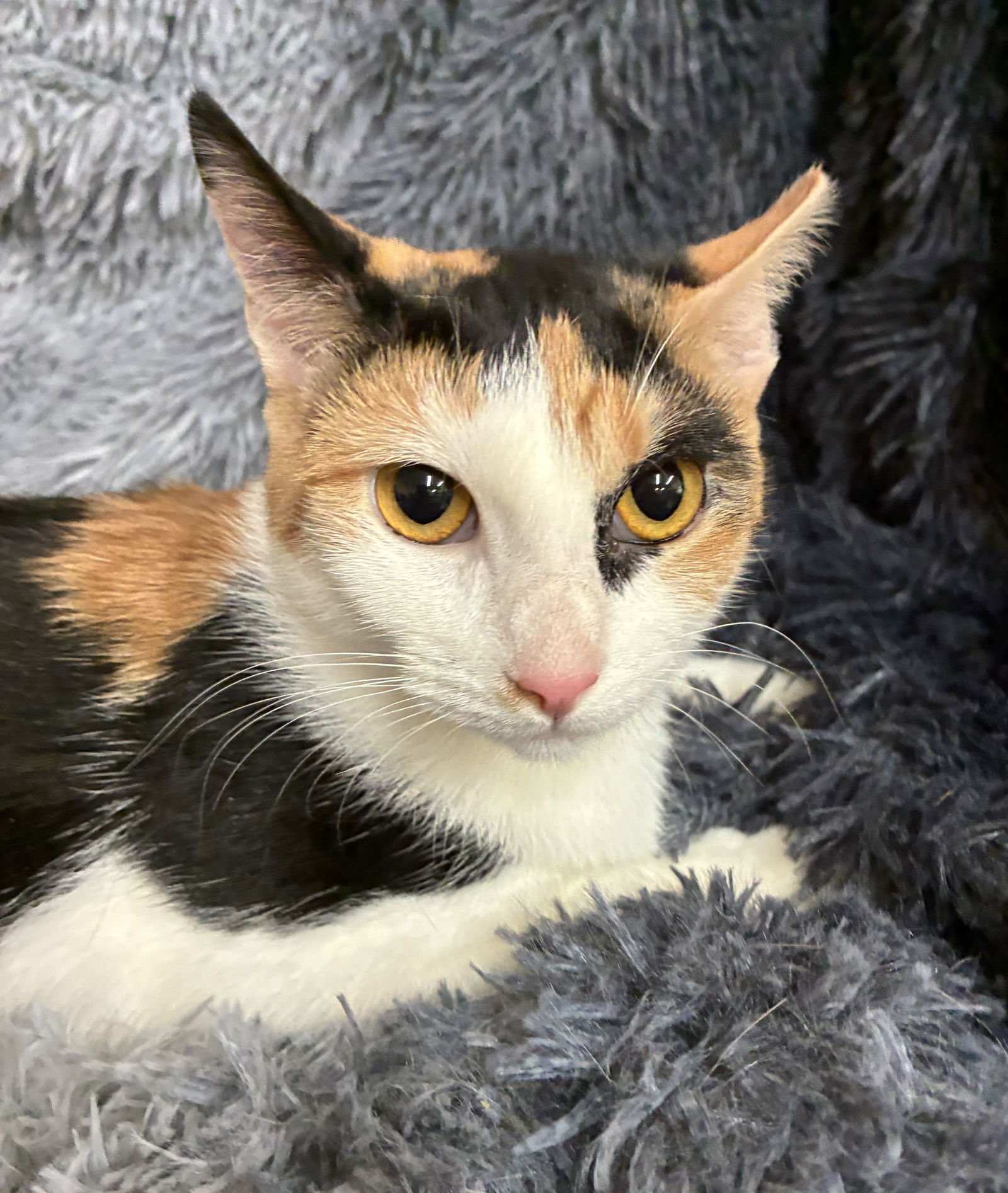 KOLME - Domestic Short Hair available for adoption