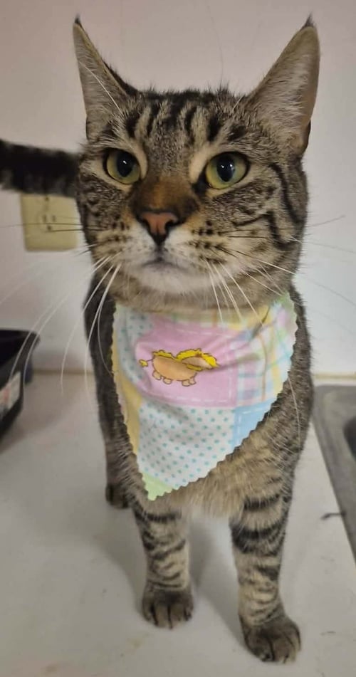 AASTRA - Domestic Short Hair available for adoption