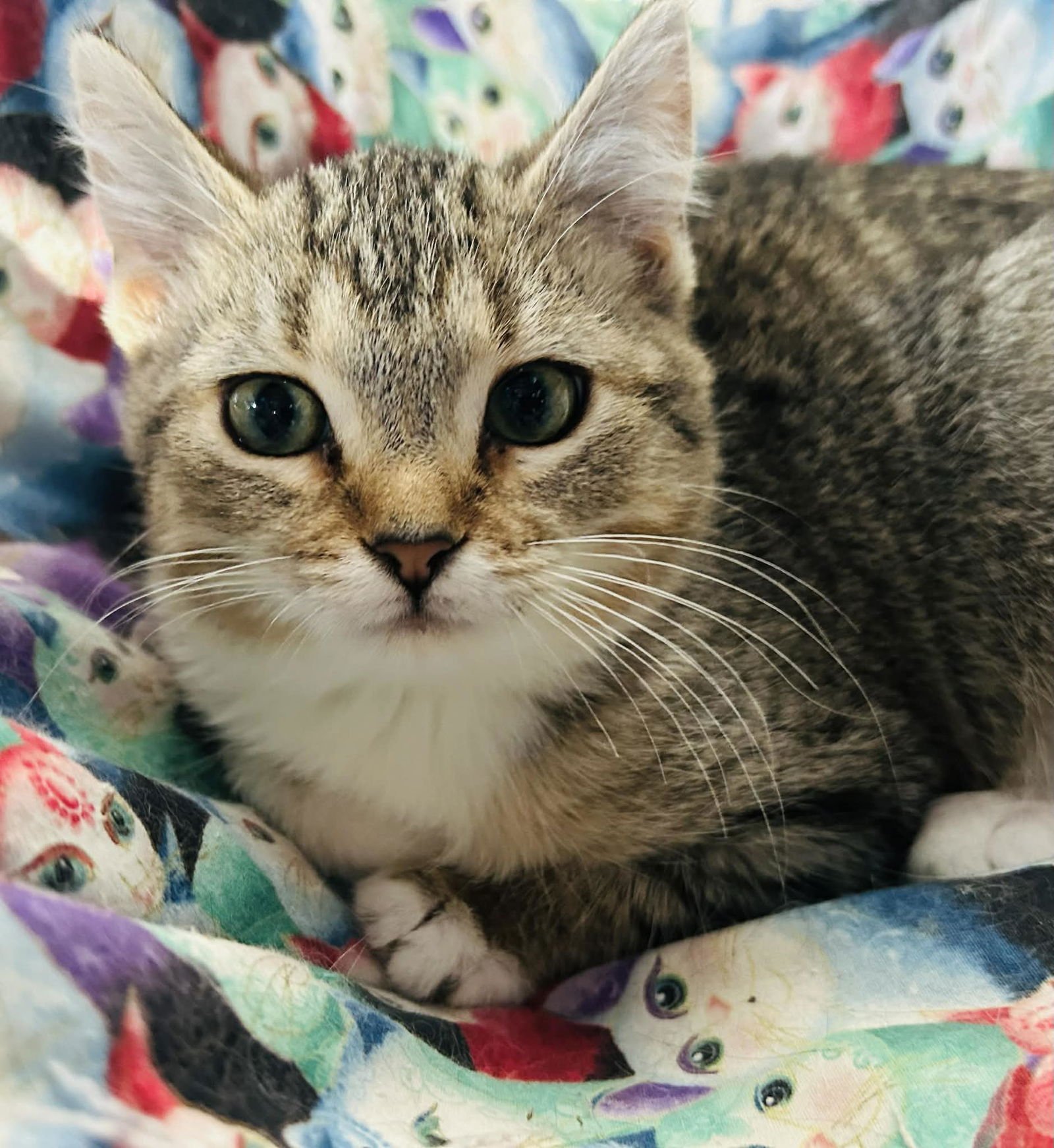 CLARA - Domestic Short Hair for adoption in St. Paul