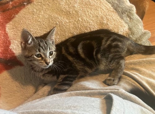 REINA - Domestic Short Hair / Tabby available for adoption
