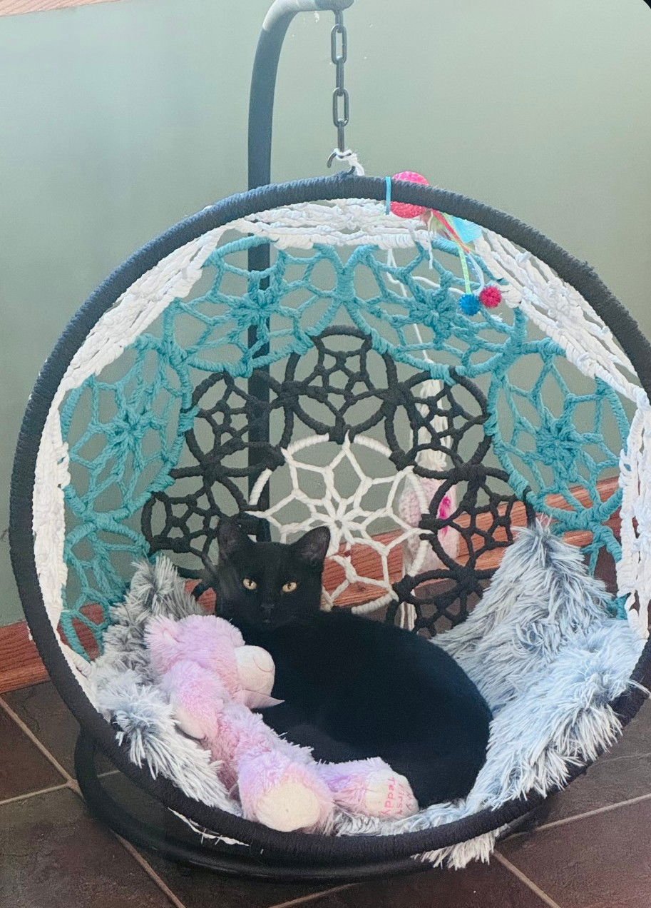 MISHKA - Domestic Short Hair available for adoption