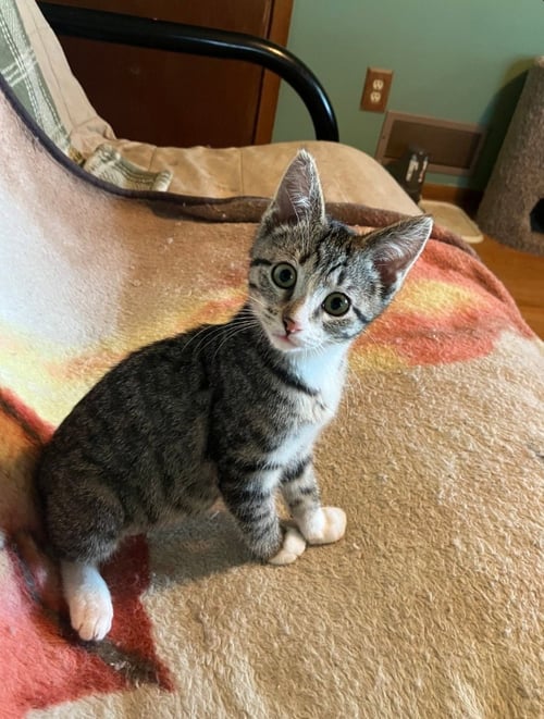 TONKS - Domestic Short Hair / Tabby available for adoption