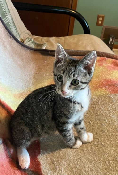 TONKS - Domestic Short Hair / Tabby available for adoption