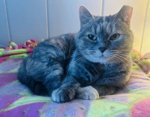 SWEETY BIRD - Domestic Short Hair / Tabby available for adoption