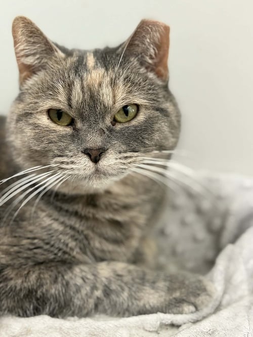 SWEETY BIRD - Domestic Short Hair / Tabby available for adoption