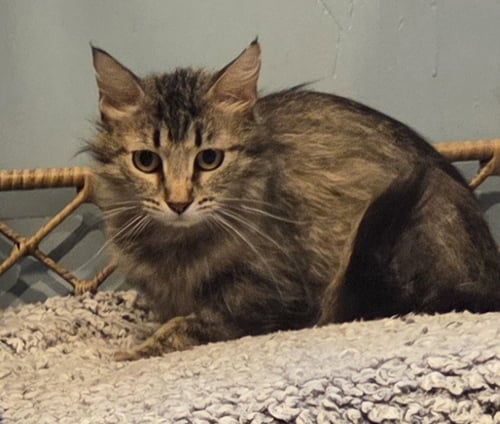 LULA-BELL - Domestic Medium Hair / Tabby available for adoption