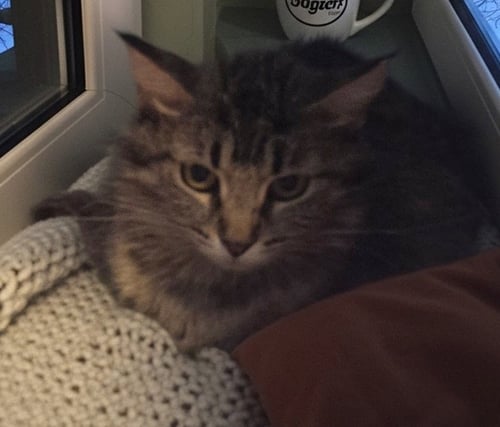 LULA-BELL - Domestic Medium Hair / Tabby available for adoption