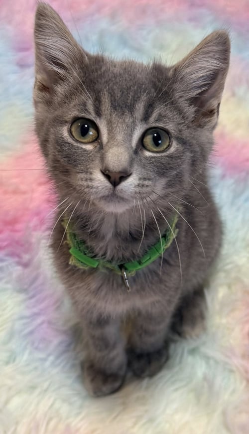 PAVEMENT - Domestic Short Hair available for adoption