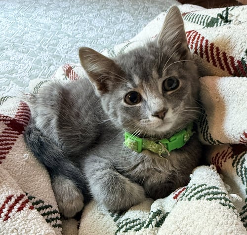 PAVEMENT - Domestic Short Hair available for adoption