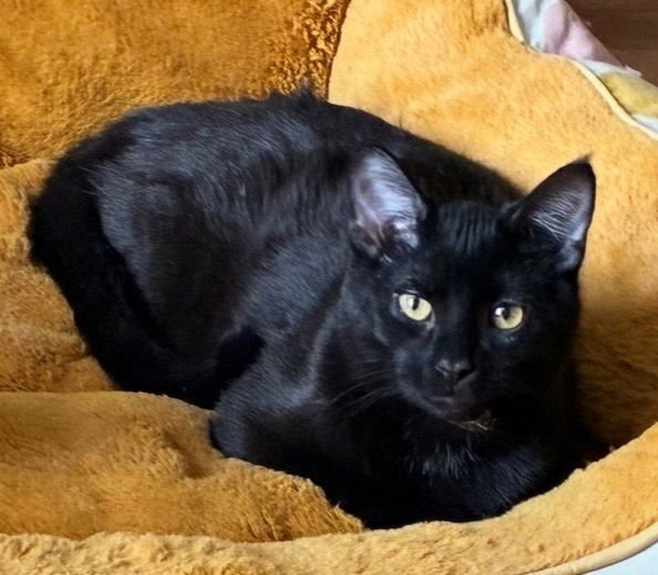 PRIMA - Domestic Short Hair available for adoption